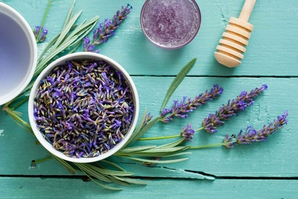 قیمت خرید گل گاوزبان خارجی + فروش ویژه